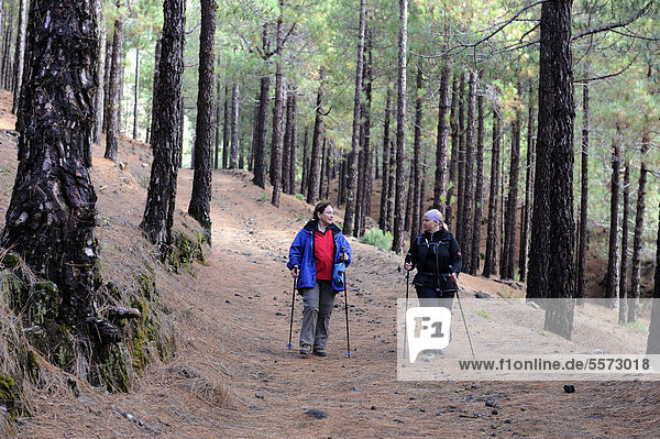 Zwei Frauen wandern durch einen kanarischen Fichtenwald  La Palma  Kanaren  Kanarische Inseln  Spanien  Europa  ÖffentlicherGrund