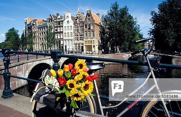 Amsterdam Hauptstadt Tulpe