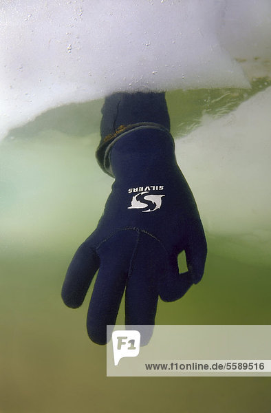 Hand eines Tauchers gibt das OK-Zeichen  Eistauchen im zugefrorenen Schwarzen Meer  ein seltenes Phänomen  das zuletzt 1977 auftrat  Odessa  Ukraine  Osteuropa  Europa