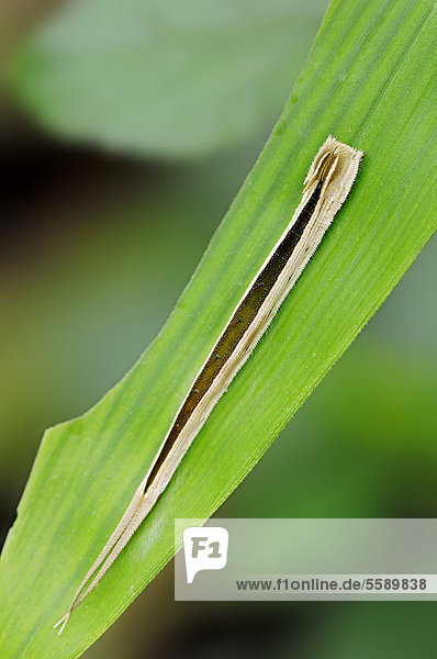 Eulenfalter oder Bambusfalter (Eryphanis polyxena)  Raupe  Vorkommen in Südamerika  captive  Nordrhein-Westfalen  Deutschland  Europa