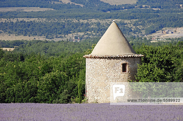 Blühendes Lavendelfeld (Lavendula angustifolia) und Steinturm  Vaucluse  Provence-Alpes-Cote d'Azur  Südfrankreich  Frankreich  Europa  ÖffentlicherGrund