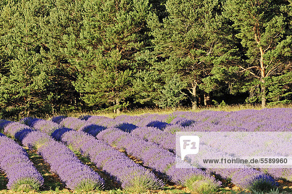 Echter Lavendel  Lavendelfeld  (Lavendula angustifolia)  Vaucluse  Provence-Alpes-Cote d'Azur  Südfrankreich  Frankreich  Europa  ÖffentlicherGrund
