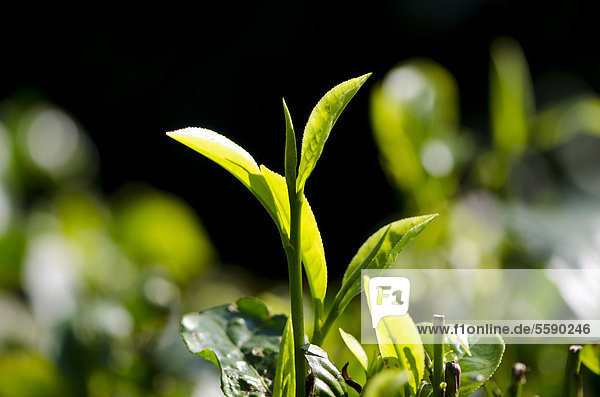 Teepflanzen in einem der Teegärten in der Nähe des Kaziranga Nationalparks  Assam  Indien  Asien