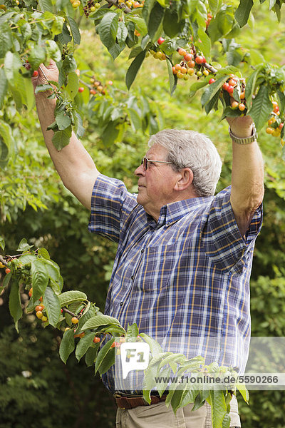 Senior picking cherries  Limburg an der Lahn  Hesse  Germany  Europe