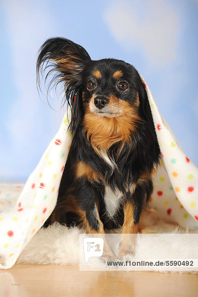 Mischling aus Papillon und Chihuahua  unter bunter Decke