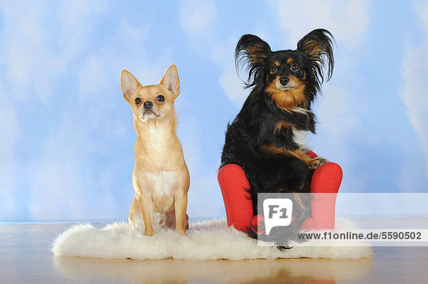 Mischling aus Papillon und Chihuahua sitzend in rotem Mini-Sofa  und Chihuahua sitzend auf Schaffell