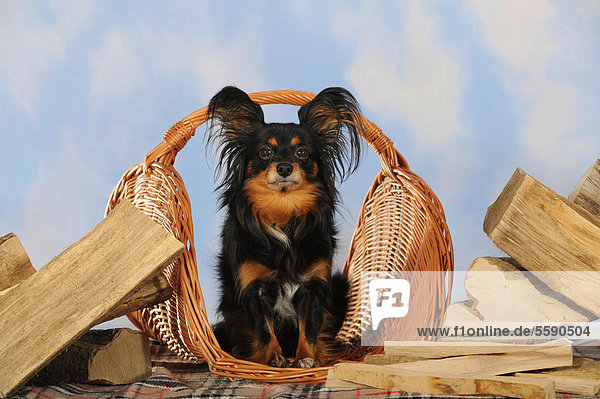 Mischling aus Papillon und Chihuahua  sitzend in Weidenkorb neben Holzscheiten