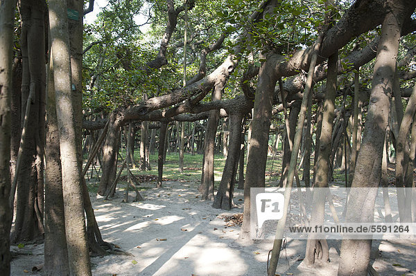 Viele Baumstämme Banyan-Feige (Ficus benghalensis) größte Feige der Welt Botanischer Garten Acharya Jagadish Chandra Bose Indian Botanic Garden Howrah Westbengalen Indien Südasien Asien