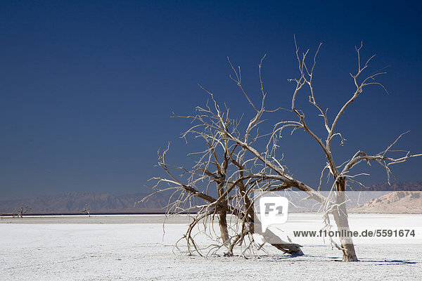 Tote Bäume auf einer Salz-verkrusteten Fläche die durch den fallenden Wasserstand vom Salton Sea  Saltonsee  entstand  Sonny Bono Salton Sea National Wildlife Refuge  Calipatria  Kalifornien  USA