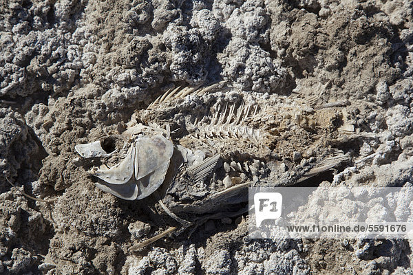 Toter Fisch  Opfer von sinkenden Wasserständen am Ufer des Saltonsees  Salton Sea  im Sonny Bono Salton Sea National Wildlife Refuge  Calipatria  Kalifornien  USA