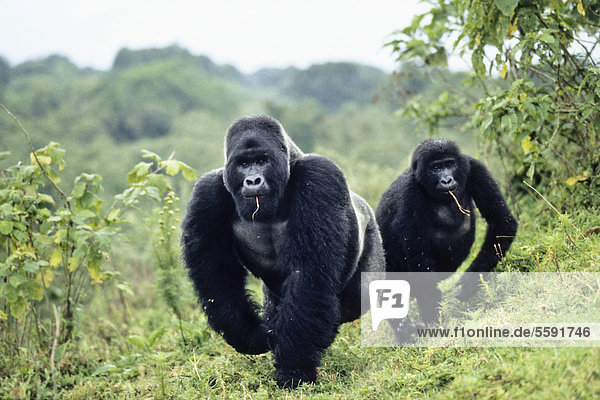 Western Lowland Gorilla (Gorilla gorilla gorilla)  silver back and female  Virunga National Park  Congo  Africa
