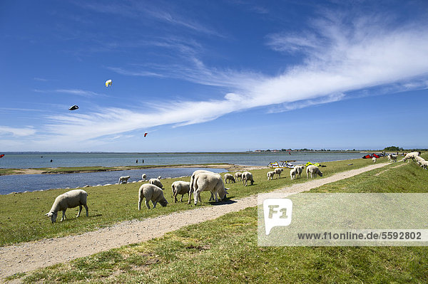 Schafe auf dem Hochwasserdamm  Lemkenhafen  Insel Fehmarn  Ostsee  Schleswig-Holstein  Deutschland  Europa