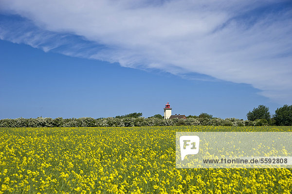 Leuchtturm mit Rapsfeld  Westermarkelsdorf  Insel Fehmarn  Ostsee  Schleswig-Holstein  Deutschland  Europa