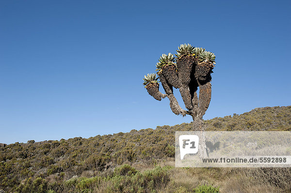 Schopfbaum  Riesen-Greiskraut (Dendrosenecio kilimanjari  Senecio ssp.)  nahe Camp Horombo Hut  Marangu Route  Kilimandscharo Nationalpark  Mount Kilimanjaro  Tansania  Ostafrika  Afrika
