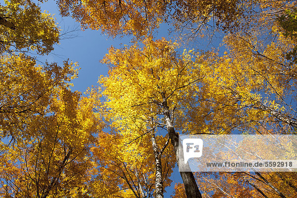 Bäume im Wald  Zucker-Ahorn  Sugar Maple (Acer saccharum)  gelbe Laubfärbung im Herbst  Indian Summer  Mount Van Hoevenberg  Lake Placid  Adirondack Mountains  New York State  USA  Nordamerika  Amerika
