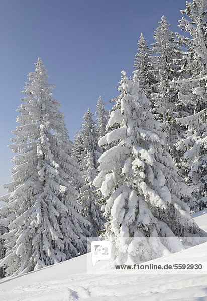 Tief verschneite Fichtenbäume  Gemeine Fichte (Picea abies)  in Winterwald  bei Elbach  Leitzachtal  Bayern  Deutschland  Europa