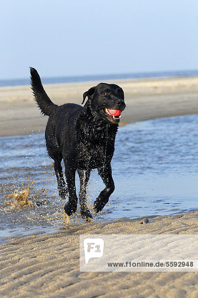 Schwarzer Labrador Retriever (Canis lupus familiaris)  Rüde mit Ball am Strand