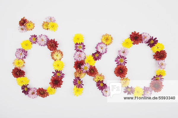 Text oeko mit Chrysanthemenblüten auf weißem Grund