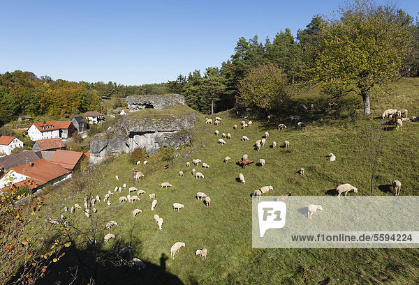 Deutschland  Bayern  Franken  Oberfranken  Fränkische Schweiz  Kroegelstein  Hollfeld  Blick auf Schafe auf die Landschaft