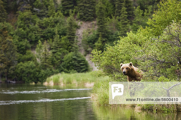 A Brown bear on the edge of the Newhalen River near Iliamna  Bristol Bay area  Southwest Alaska  Summer