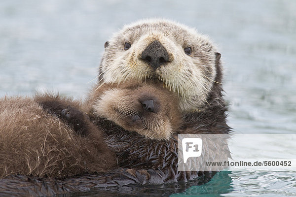 Female Sea otter holding newborn pup out of water  Prince William Sound  Southcentral Alaska  Winter