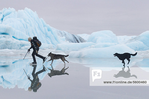 Man Eislaufen am Sheridan Gletscher mit zwei Hunden reflektiert in dünnen Schicht von Wasser auf Eis und Eisberge in den Hintergrund  Cordova  South Central Alaska  Winter