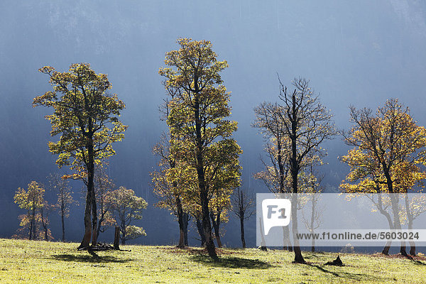 Herbstliche Bäume  Bergahorn  auch Berg-Ahorn (Acer pseudoplatanus)  Großer Ahornboden  Eng-Tal  Rißtal  Karwendel-Gebirge  Tirol  Österreich  Europa