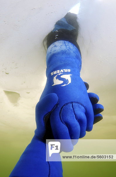 Hände von Tauchern  Handschütteln  Eistauchen im gefrorenen Schwarzen Meer  ein seltenes Phänomen  das zuletzt 1977 auftrat  Odessa  Ukraine  Osteuropa  Europa