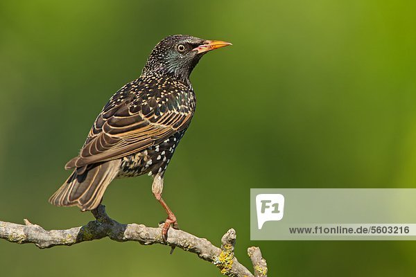 Common Starling (Sturnus vulgaris) perching on twig