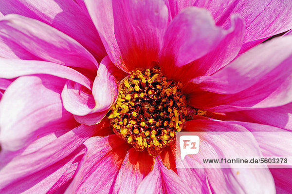 Beetdahlie Faszination (Dahlia spec.)  Blütendetail