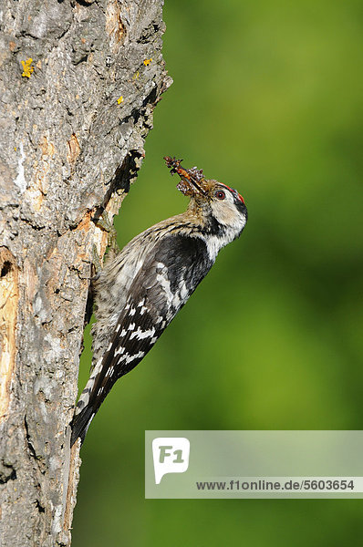 Kleinspecht (Dendrocopus minor)  Männchen  Altvogel  am Nistloch mit Futter im Schnabel  Bulgarien  Europa