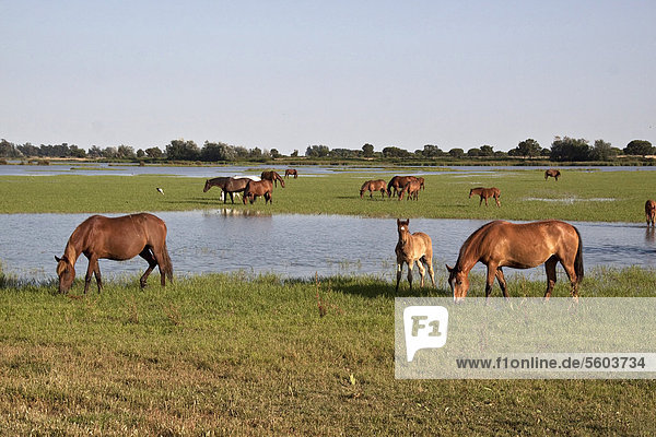 Wilde andalusische Pferde durchstreifen die Sumpflandschaft von El Rocio  Andalusien  Spanien  Europa