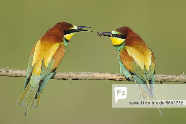 European Bee-eater (Merops apiaster)  adult pair  courtship feeding  passing bee  perched on twig  Bulgaria  Europe