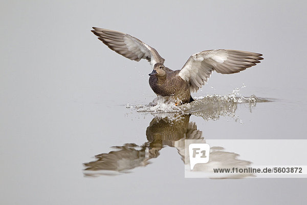 Schnatterente (Anas strepera)  Männchen  Altvogel  bei Landung auf Wasser  Minsmere RSPB Reserve  Vogelschutzreservat  Suffolk  England  Großbritannien  Europa