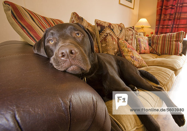 Haushund  Labrador Retriever  Farbe chocolate  schokoladenfarben  adult  ruht auf dem Sofa