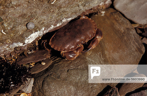Edible crab or Brown crab (Cancer pagurus)  young crab on shore at low tide in rock crevice