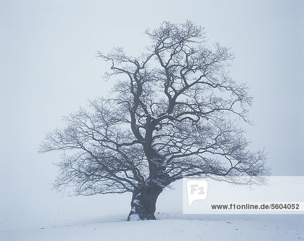 Einzeln stehende Stieleiche (Quercus robur)  Solitärbaum  an einem nebligen Wintertag mit Schnee  Thüringen  Deutschland  Europa