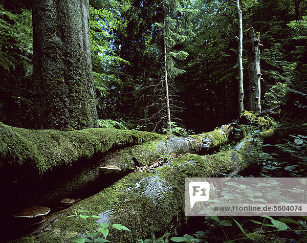 Alte Rotbuchen (Fagus sylvatica) und Totholz  Biosphärenreservat Vessertal-Thüringer Wald  Thüringen  Deutschland  Europa