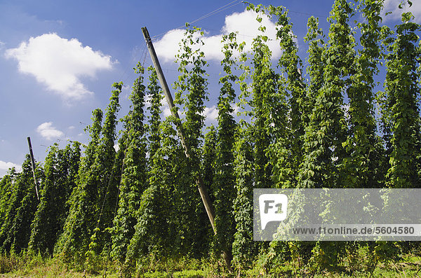 Hopfenfeld  Hopfen (Humulus)  Hopfenanbau in der Hallertau  Holledau oder Hollerdau  Mainburg  Bayern  Deutschland  Europa