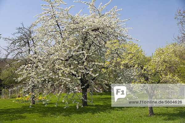 Garten im Frühling mit Obstbaumblüte  Kirschbaum (Prunus sp.)  und gelben Tulpen in Dehnitz bei Wurzen  Sachsen  Deutschland  Europa