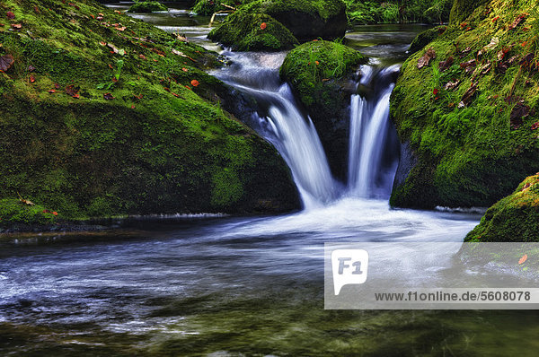 Botanischer Garten Botanische Europa Klein Bach Wasserfall