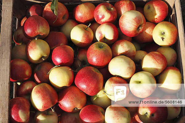 Äpfel in Kiste  Oberschwarzach  Steigerwald  Unterfranken  Franken  Bayern  Deutschland  Europa