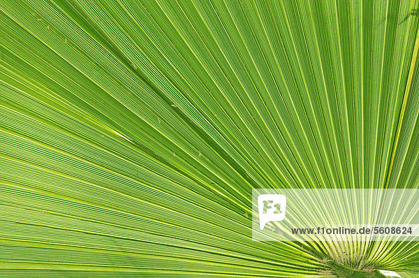 Saw Palmetto (Serenoa repens)  leaf detail  Florida  USA