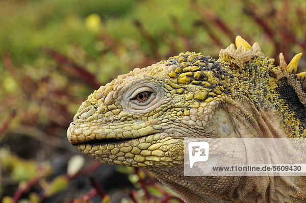 Galapagos-Landleguan  Drusenkopf (Conolophus subcristatus)  ausgewachsenes Tier  Porträt  Galapagos-Inseln  Ecuador  Südamerika