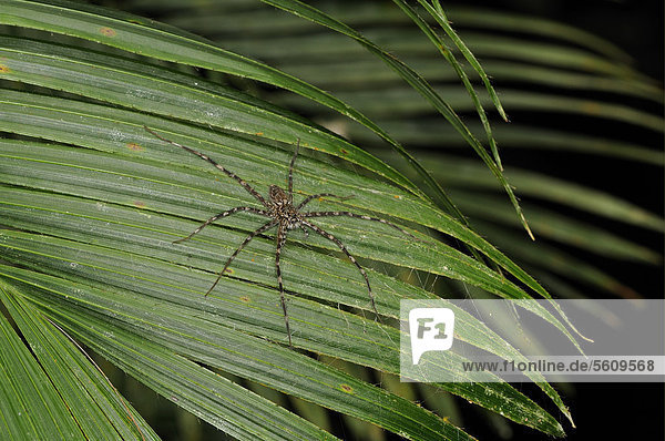 Jagdspinne (Dolomedes sp.), adult, ruht auf Palmwedel, Yasuni Nationalpark, Amazonas, Ecuador, Südamerika