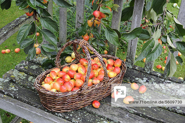 Holzäpfel (Malus sp.) John Downie Früchte Korb mit Ernte auf Gartenbank Norfolk England Großbritannien Europa