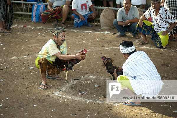 Domestic chicken  gamecocks  fighting cocks held by owners prior to fight at Siat Sampian  Coconut Leaf War festival  Pura temple  Samuan Tiga  Ubud  Bali  Lesser Sunda Islands  Indonesia  Southeast Asia