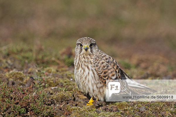 Turmfalke (Falco tinnunculus)  ausgewachsenes Weibchen steht auf dem Boden  Minsmere RSPB Reserve Naturschutzgebiet  Suffolk  England  Großbritannien  Europa