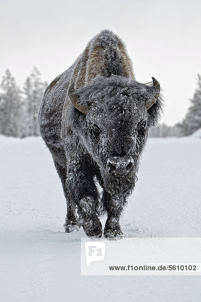 North American Bison (Bison bison)  adult male  with coat covered in ice  walking on snow  Yellowstone National Park  Wyoming  USA