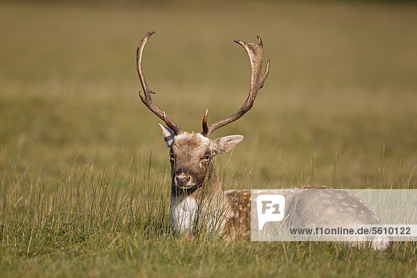 Damhirsch (Dama dama)  Hirsch  beim Ausruhen wähend der Brunftzeit  Helmingham Hall Deer Park  Suffolk  England  Großbritannien  Europa